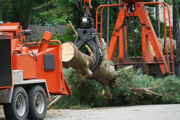 Four Bridges, OH Tree Service Company